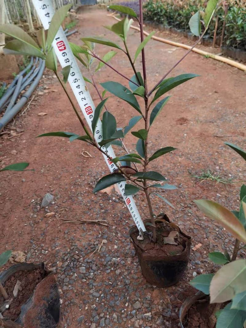 红叶石楠红叶石楠杯苗多分叉红叶石楠红叶石楠种植基地