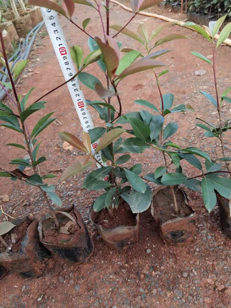 红叶石楠红叶石楠杯苗多分叉红叶石楠红叶石楠种植基地
