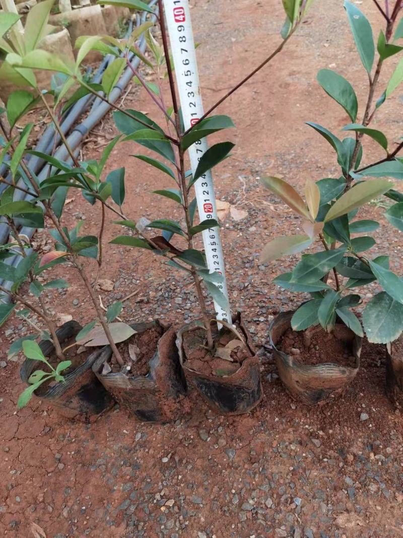 红叶石楠红叶石楠杯苗多分叉红叶石楠红叶石楠种植基地