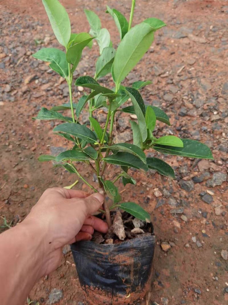 欧洲夹迷，云南苗圃直销，各种地被苗木，一手货源