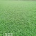 马尼拉草坪，大叶油草皮，百慕大草卷，台湾草卷