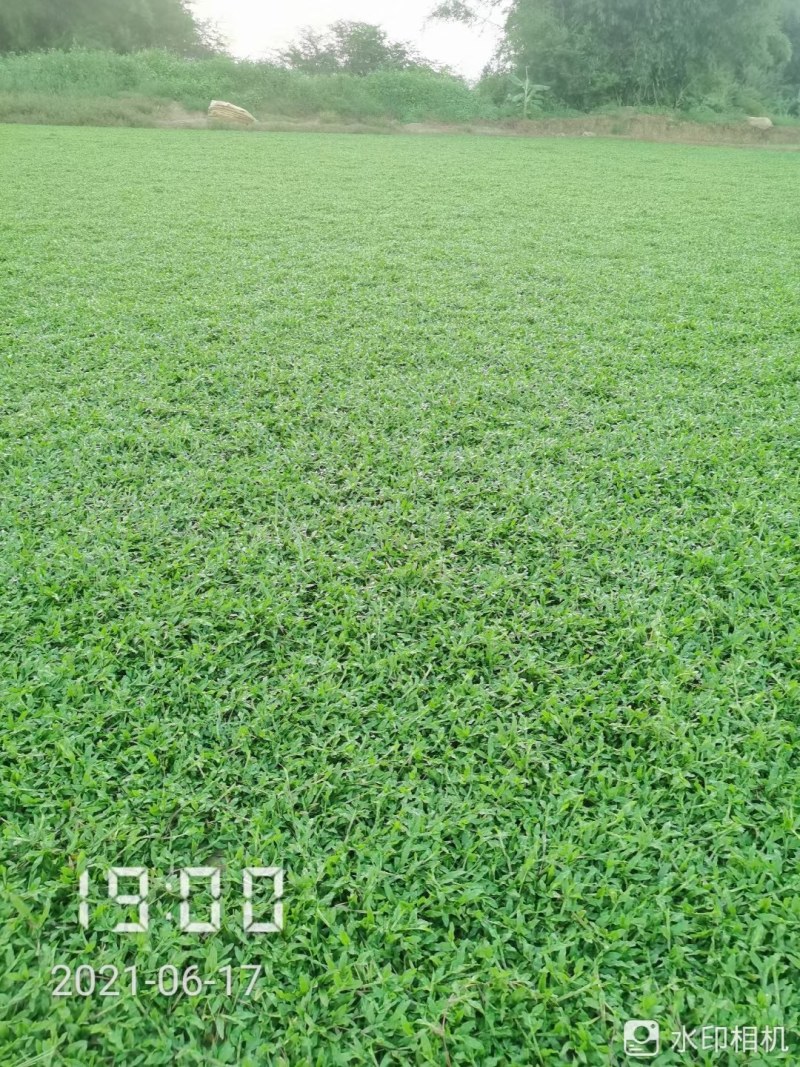 马尼拉草坪，大叶油草皮，百慕大草卷，台湾草卷