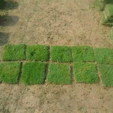 马尼拉草，地被，时花，灌木，时花，草卷，草块
