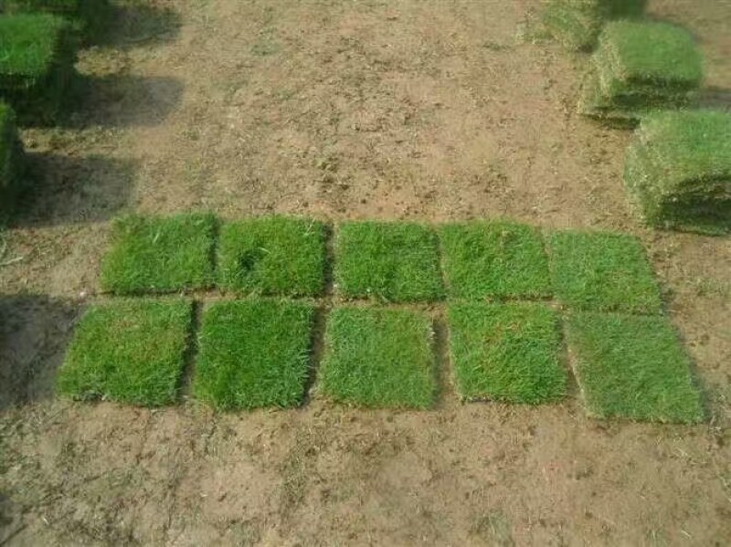 马尼拉草，地被，时花，灌木，时花，草卷，草块