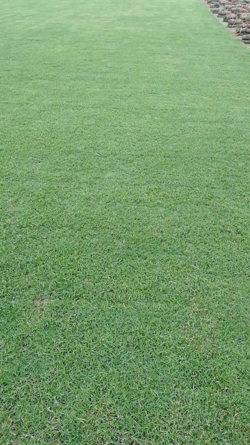 马尼拉草，地被，时花，灌木，时花，草卷，草块