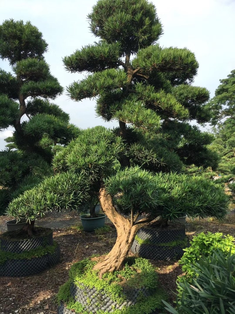 马尼拉草，地被，时花，灌木，时花，草卷，草块