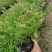 草皮，草块，草卷，马尼拉草，台湾草，百慕大草