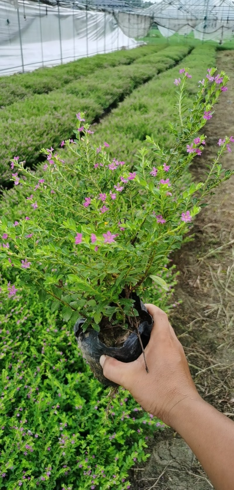 草皮，草块，草卷，马尼拉草，台湾草，百慕大草