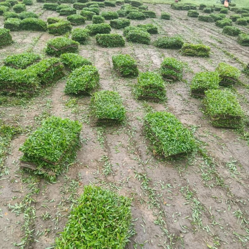 草皮，草块，草卷，马尼拉草，台湾草，百慕大草