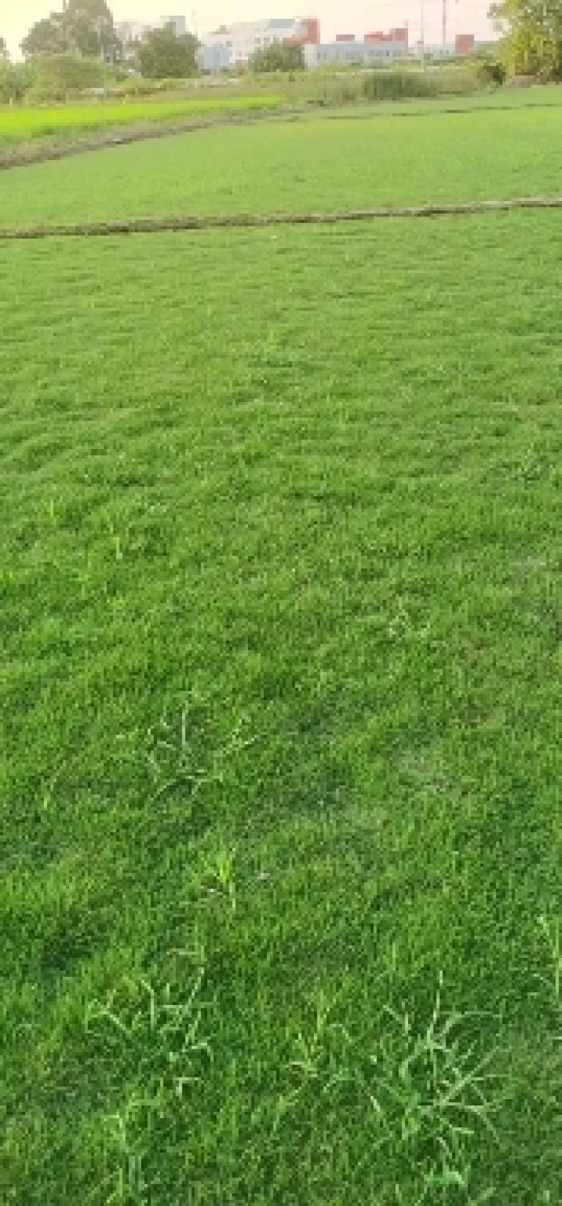 草皮，草块，草卷，马尼拉草，台湾草，百慕大草