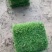 草皮，草块，草卷，马尼拉草，台湾草，百慕大草