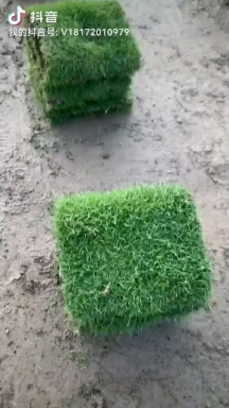 草皮，草块，草卷，马尼拉草，台湾草，百慕大草