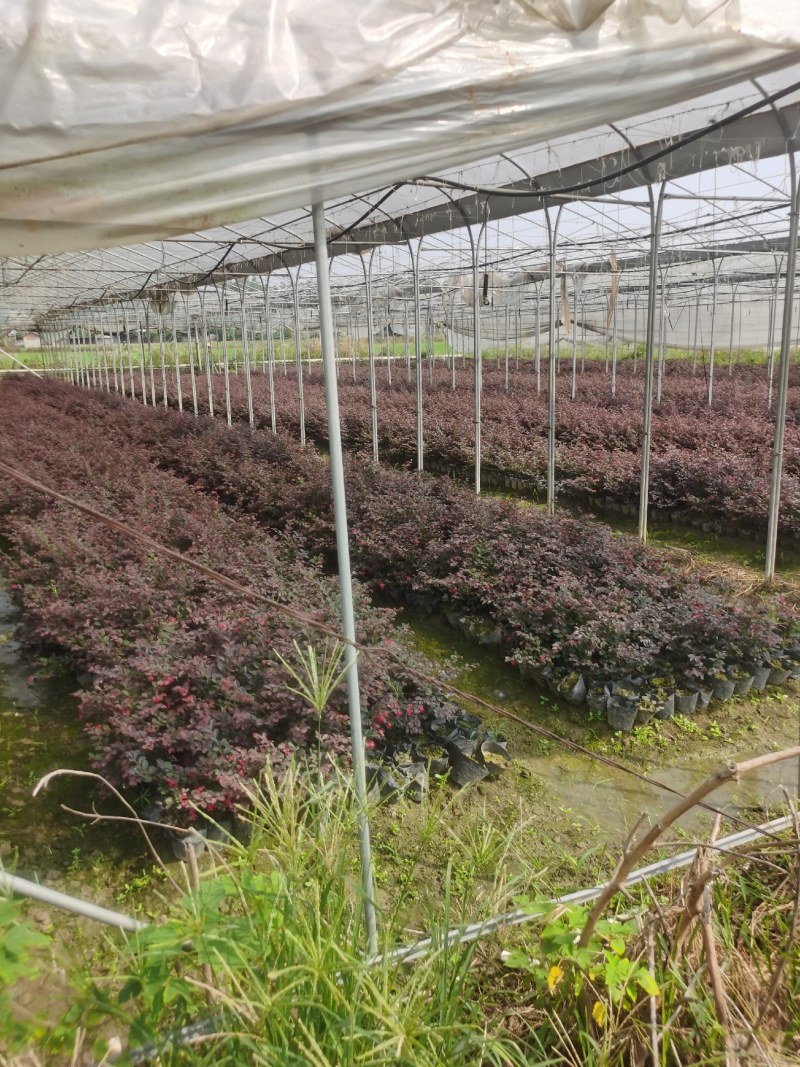 草皮，草块，草卷，马尼拉草，台湾草，百慕大草
