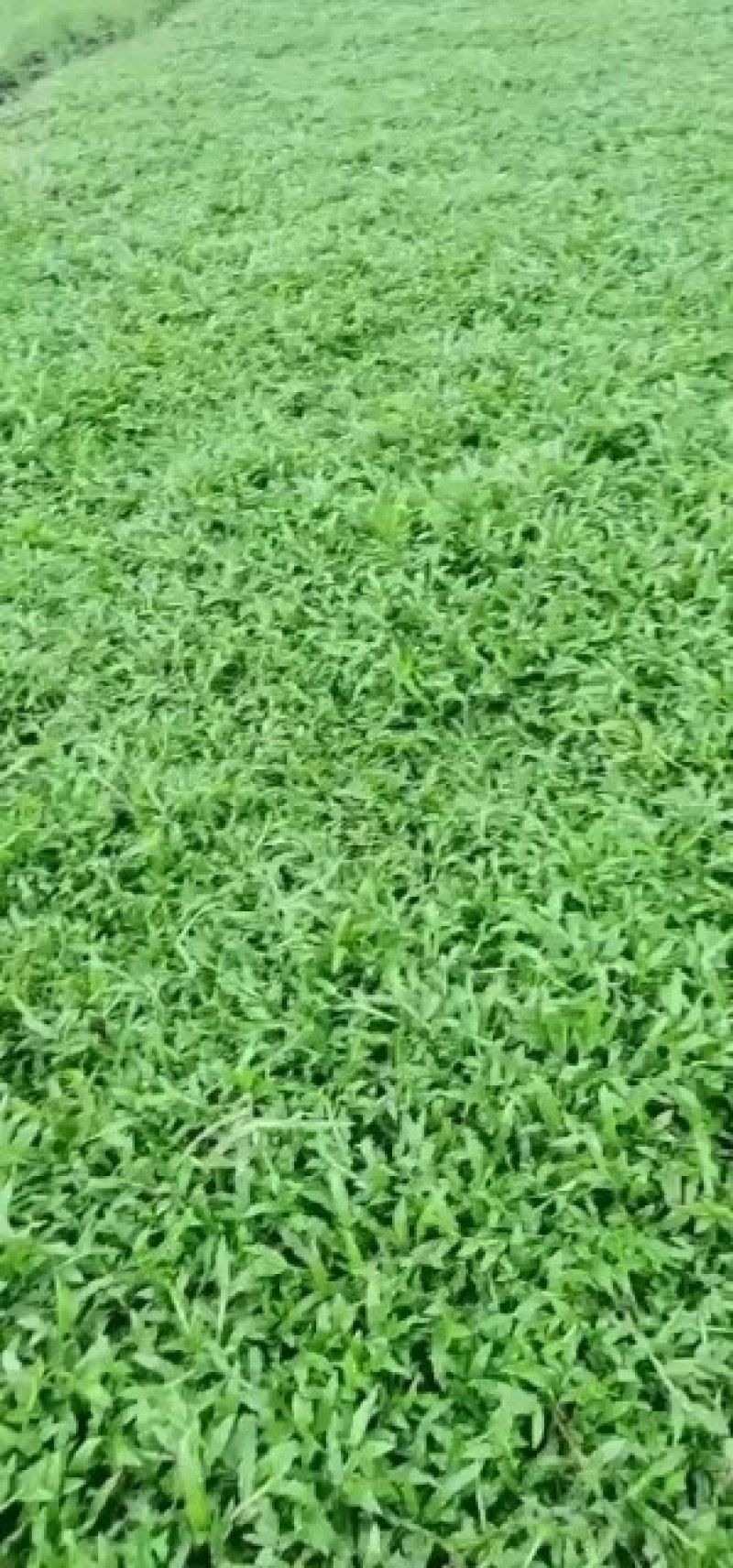 马尼拉草皮，台湾草皮，大叶油草皮，百慕大草皮