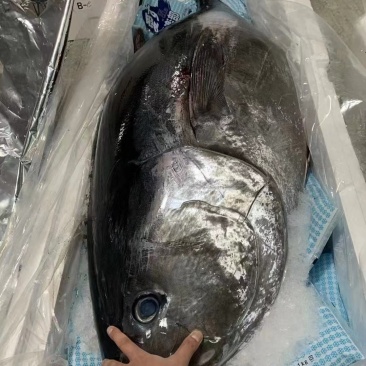 日本蓝鳍金枪鱼220一斤一条160-200斤