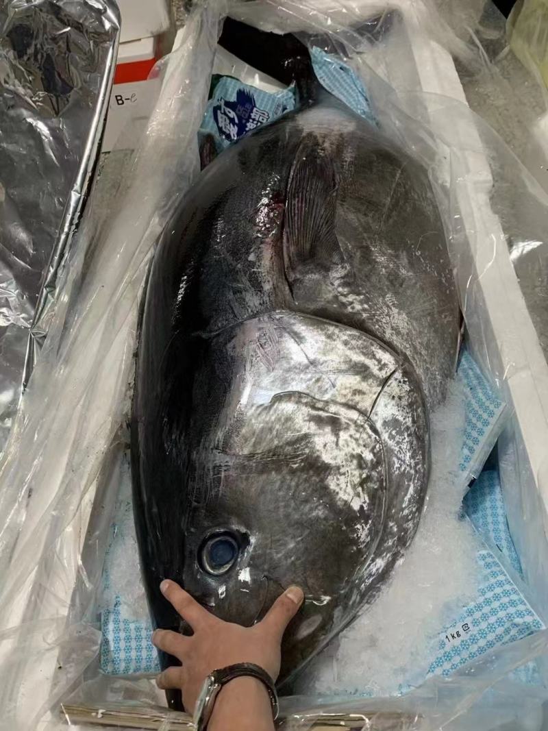 日本蓝鳍金枪鱼220一斤一条160-200斤