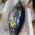 日本蓝鳍金枪鱼220一斤一条160-200斤