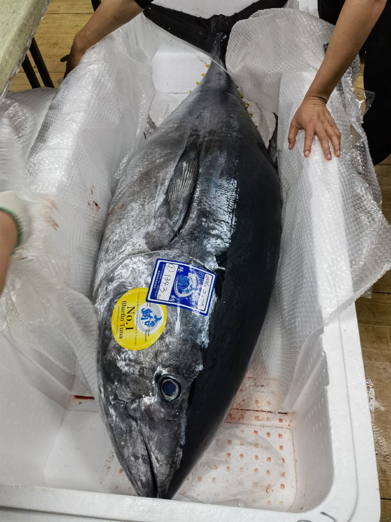 日本蓝鳍金枪鱼220一斤一条160-200斤