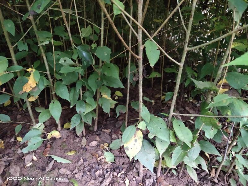 精选樱桃苗毛樱桃山樱桃四川樱桃苗自家苗圃种植品质保证
