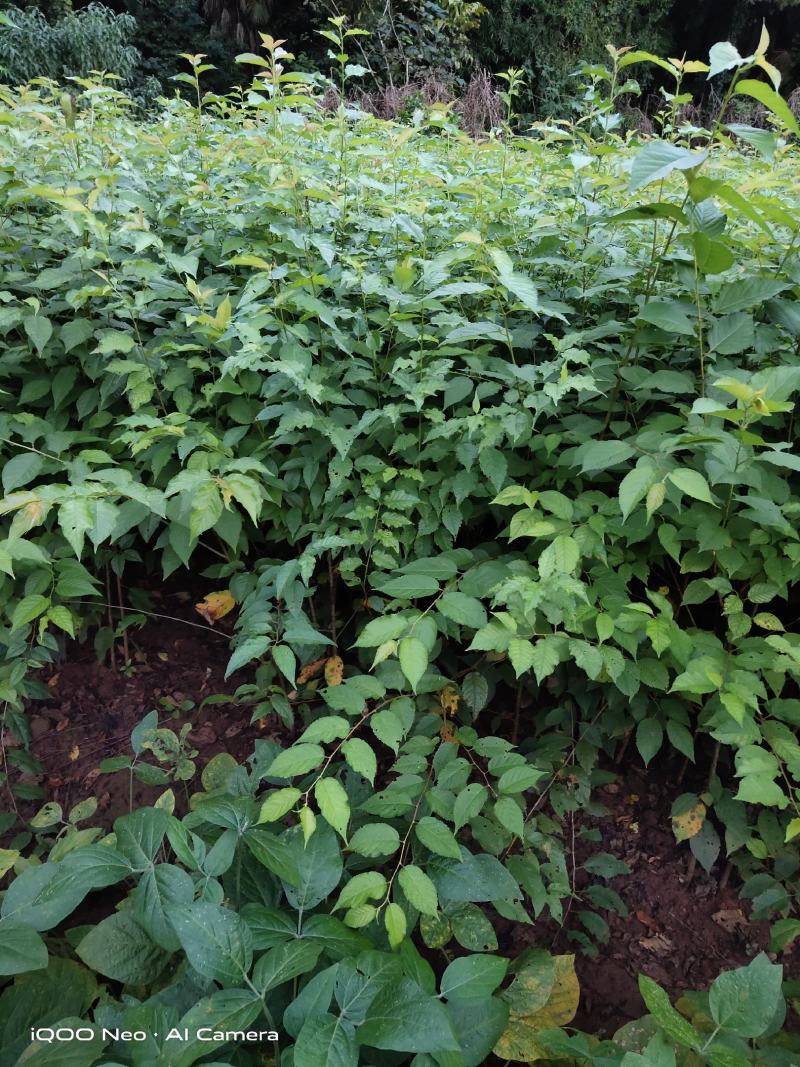 精选樱桃苗毛樱桃山樱桃四川樱桃苗自家苗圃种植品质保证