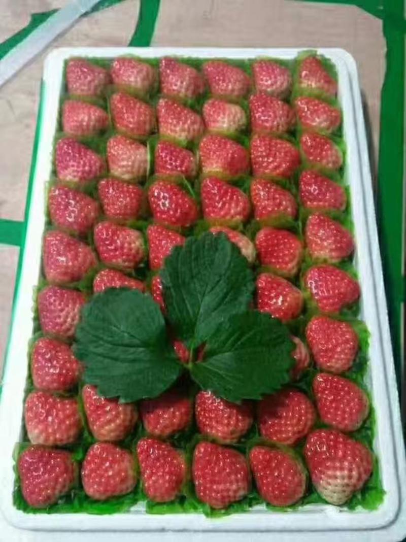 长丰草莓，专业代办