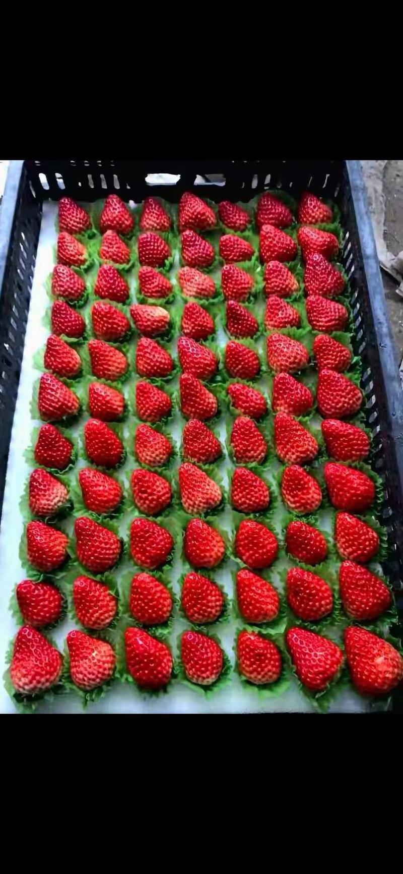 长丰草莓，专业代办