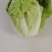 徐州夏阳白菜马上大量上市