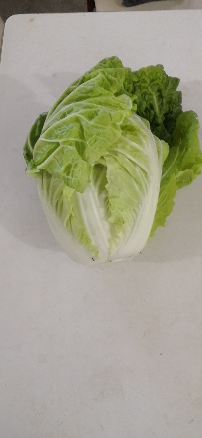 徐州夏阳白菜马上大量上市