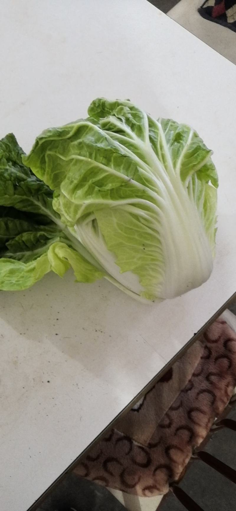 徐州夏阳白菜马上大量上市