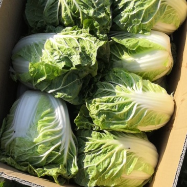 徐州夏阳白菜马上大量上市