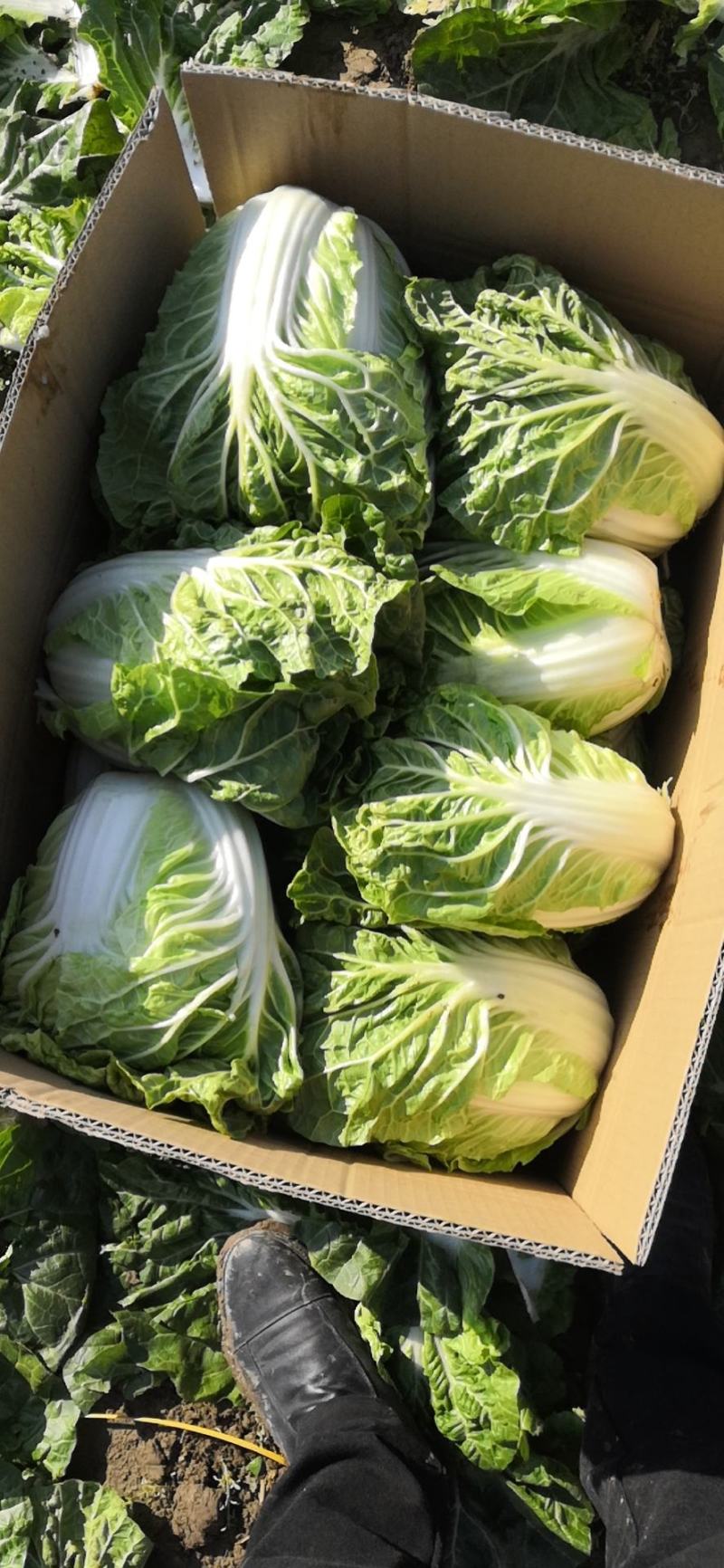 徐州夏阳白菜马上大量上市