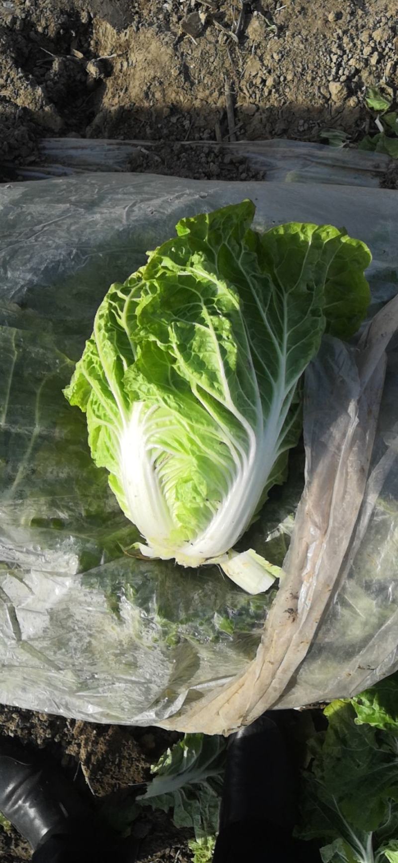 徐州夏阳白菜马上大量上市