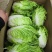 徐州夏阳白菜马上大量上市