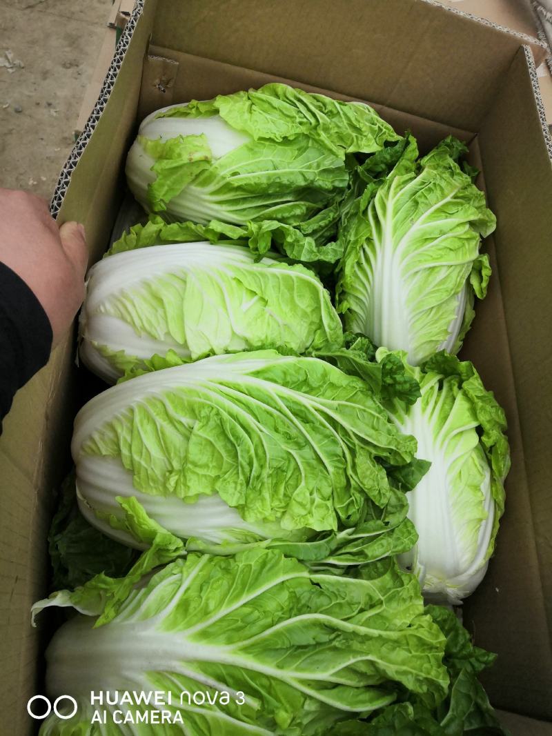 徐州夏阳白菜马上大量上市