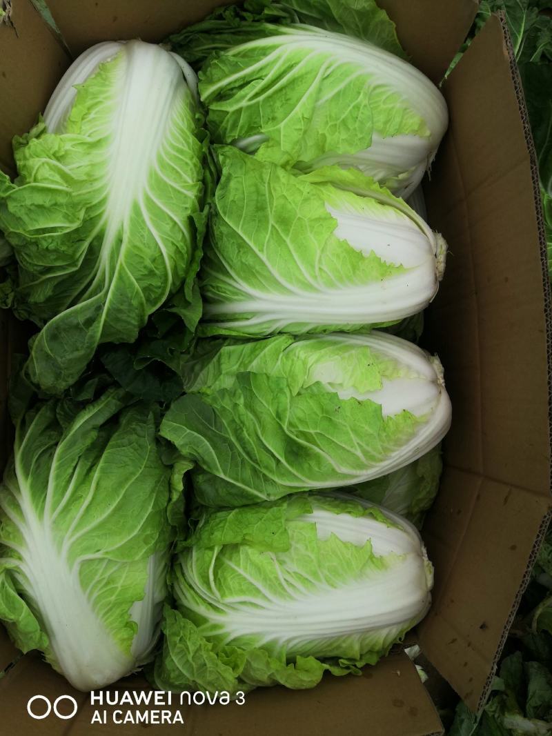 徐州夏阳白菜马上大量上市