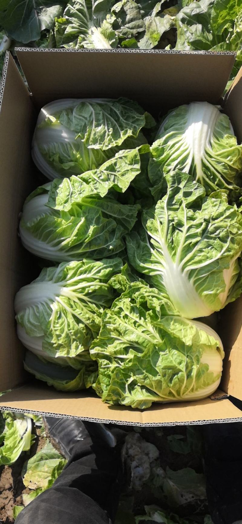 徐州夏阳白菜马上大量上市