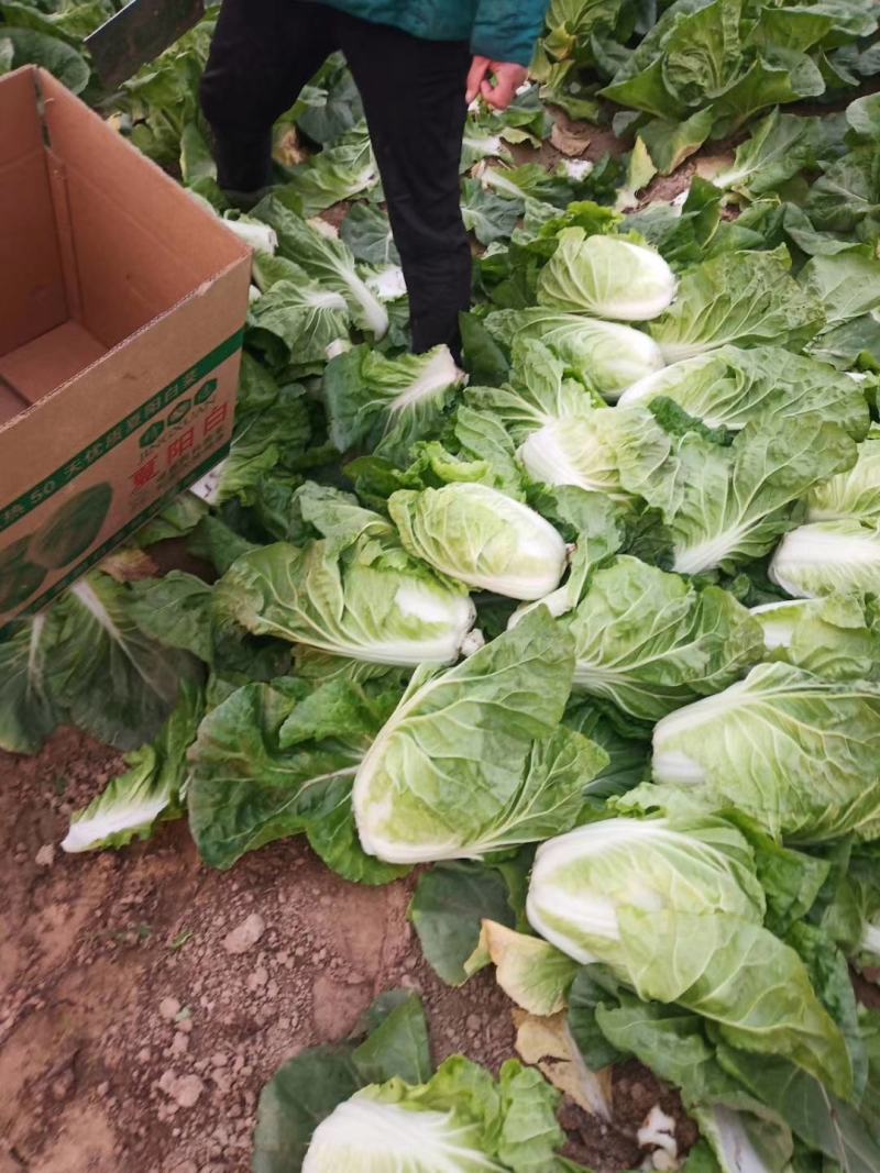 徐州夏阳白菜马上大量上市