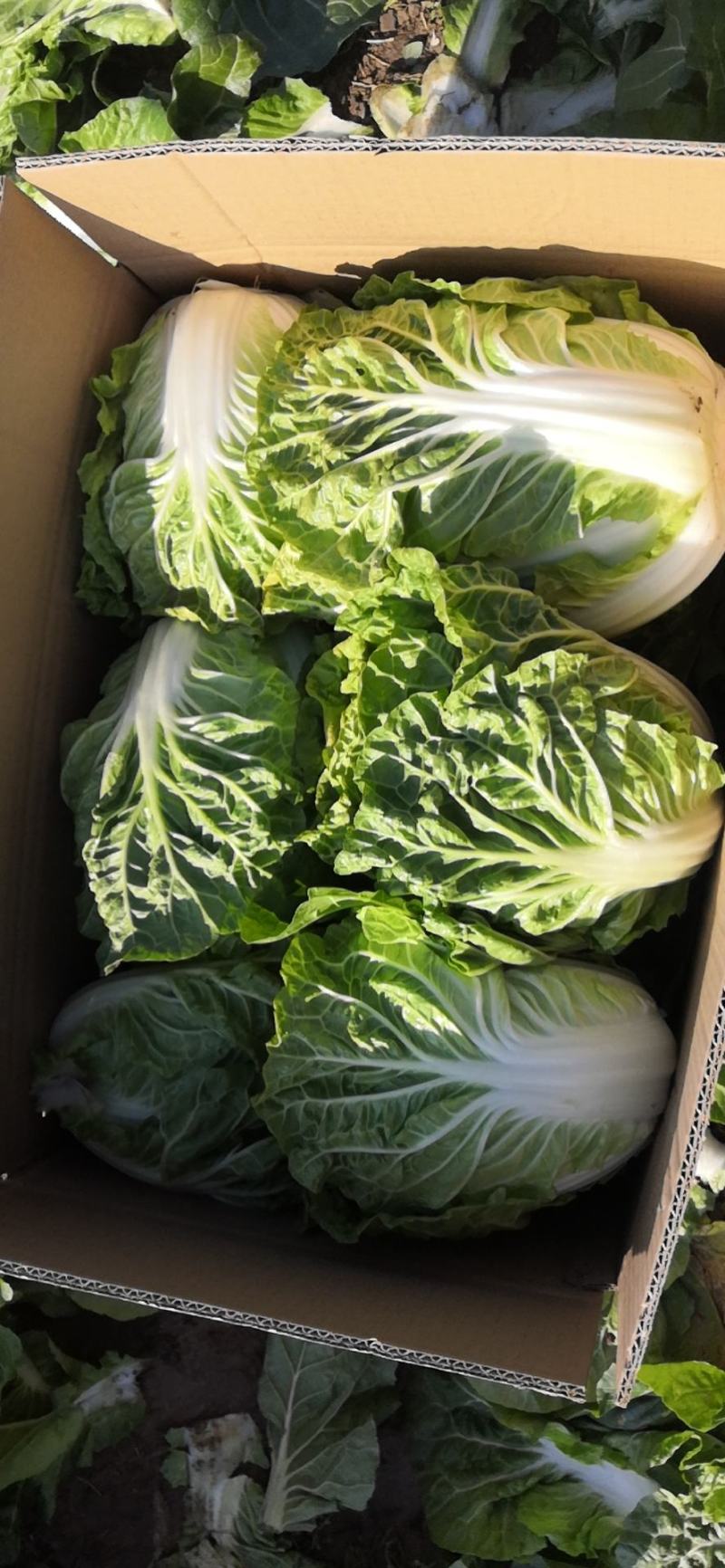 徐州夏阳白菜马上大量上市