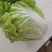 徐州夏阳白菜马上大量上市