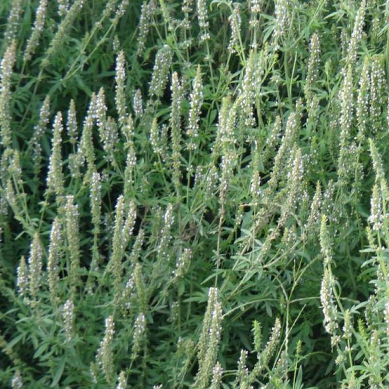 荆芥种子大叶荆芥籽河南香芥菜春季四季蔬菜种孑大全阳台盆栽