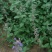 荆芥种子大叶荆芥籽河南香芥菜春季四季蔬菜种孑大全阳台盆栽