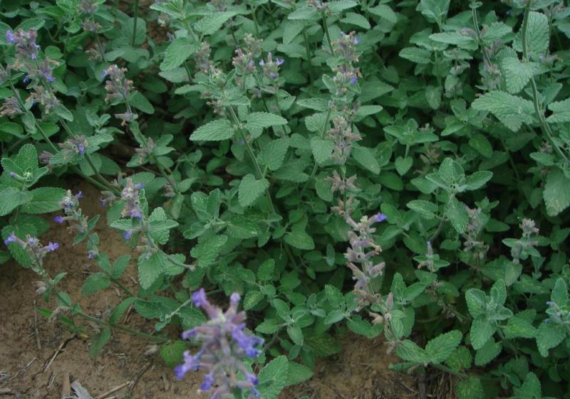 荆芥种子大叶荆芥籽河南香芥菜春季四季蔬菜种孑大全阳台盆栽