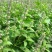 荆芥种子大叶荆芥籽河南香芥菜春季四季蔬菜种孑大全阳台盆栽