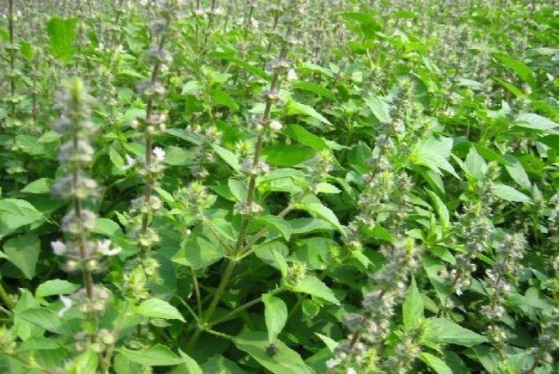 荆芥种子大叶荆芥籽河南香芥菜春季四季蔬菜种孑大全阳台盆栽