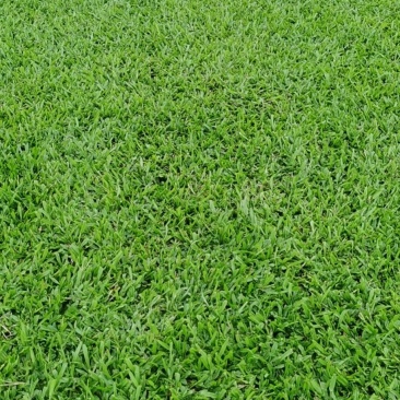 马尼拉草皮，台湾草皮，兰引三号，大叶油草，草卷，草块