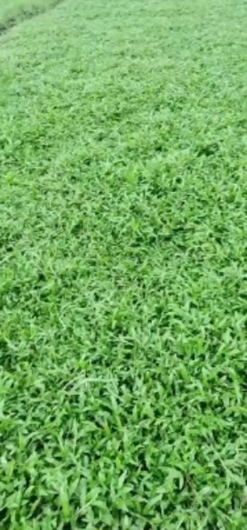 马尼拉草皮，台湾草皮，兰引三号，大叶油草，草卷，草块