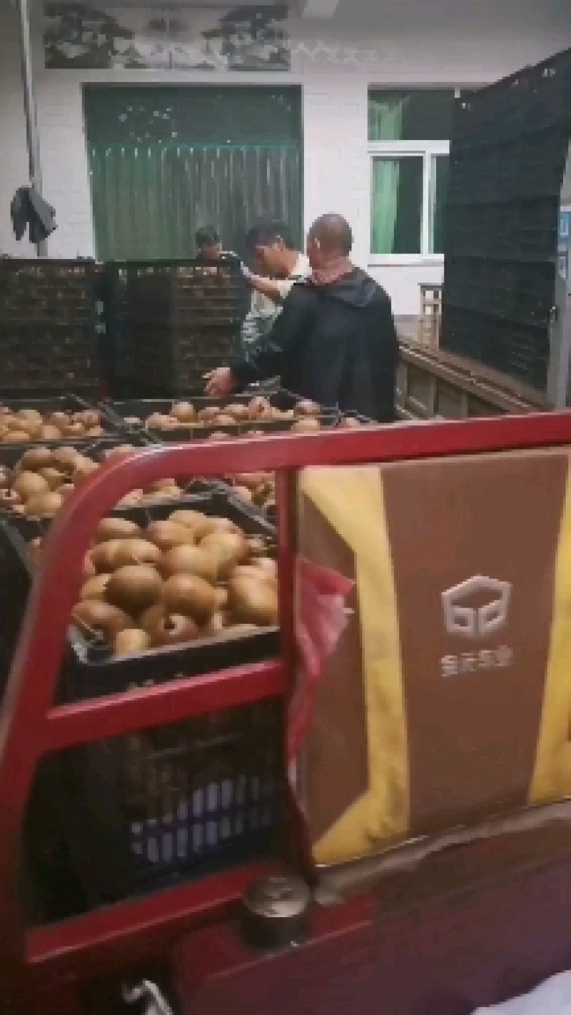 太白山优生区优质金品徐香猕猴桃