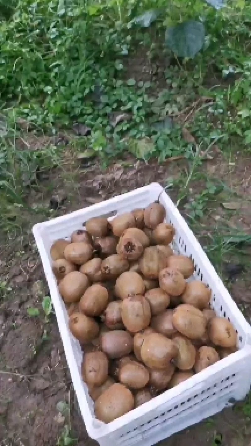 太白山优生区优质金品徐香猕猴桃