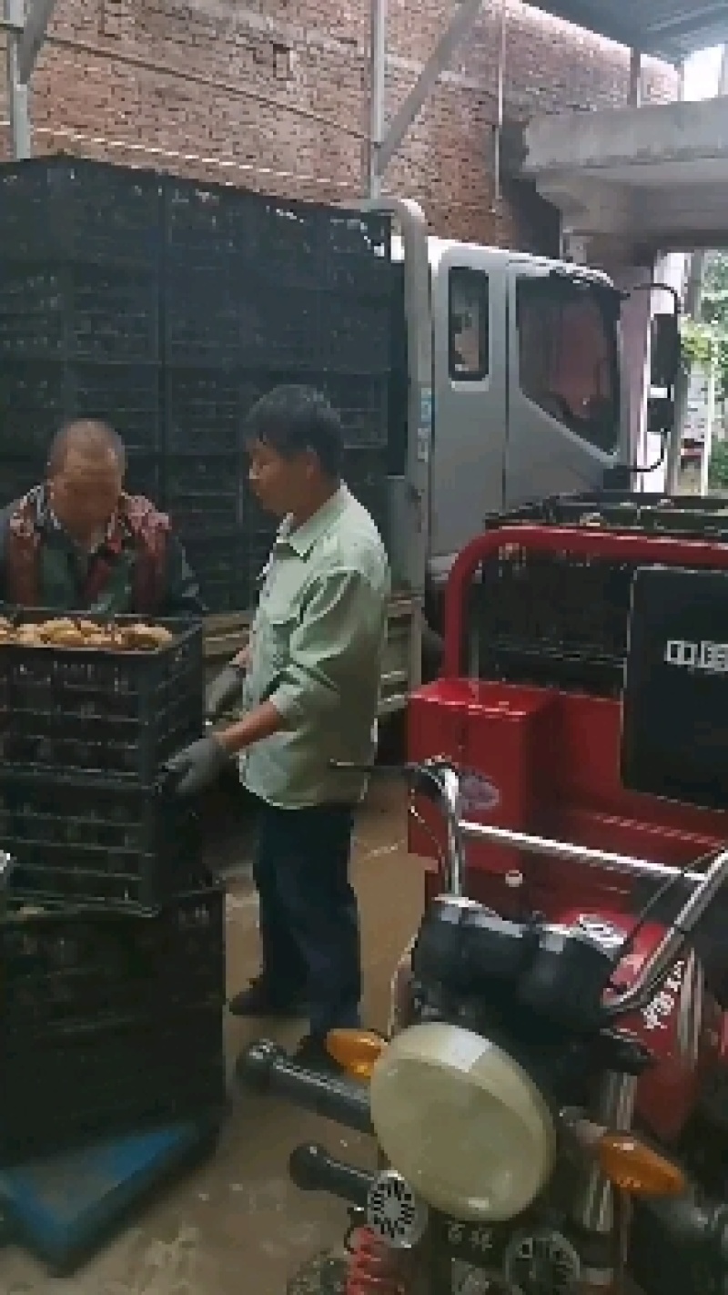 太白山优生区优质金品徐香猕猴桃