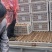 太白山优生区优质金品徐香猕猴桃